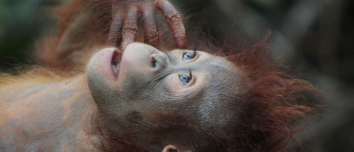 人中短縮の長いお猿さん